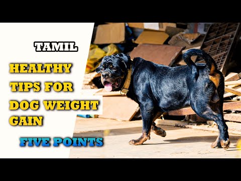 HEALTHY TIPS FOR DOG WEIGHT GAIN | FIVE POINTS | TAMIL | ROTTWEILER