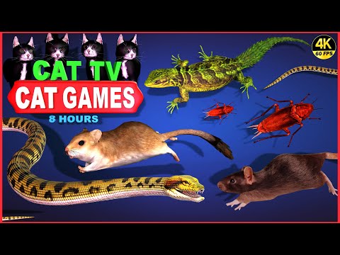 CAT GAMES | THE MOST FAVORITE VIDEO FOR FELINE FRIEND | CAT TV COMPILATION 4K 8-HOURS | 🐱