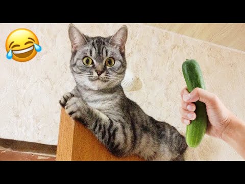 Funny Cats Videos || Try not to laugh || Kitty vines