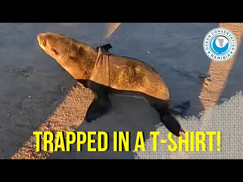 Antoine vs. Shirt – A Seal’s Life on the Line