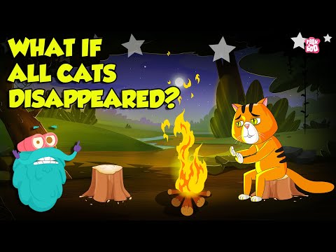 World Without Cats!! | What if All Cats Disappeared? | What If There Were No More Cats? | Dr. Binocs