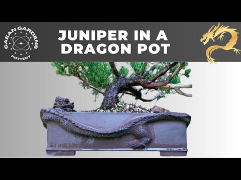 San Jose in a dragon pot