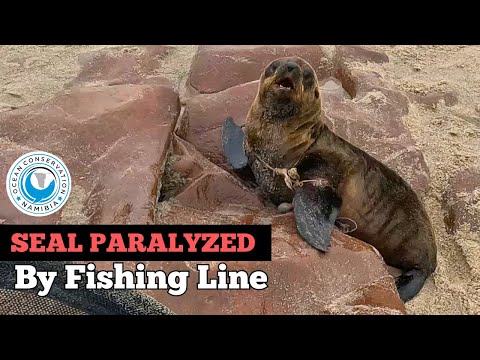 Seal PARALYZED By Fishing Line