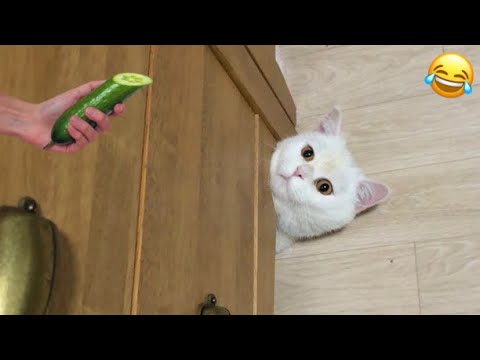 Funniest Cats Clips😂| Funny Compilation 2025