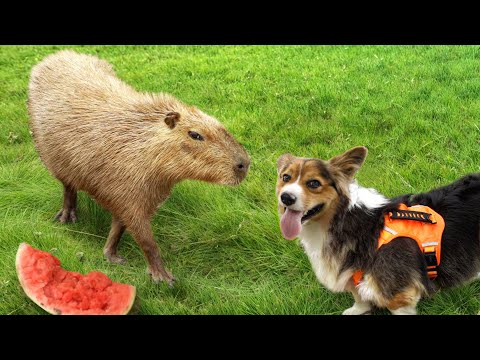 My Dog Meets a Capybara