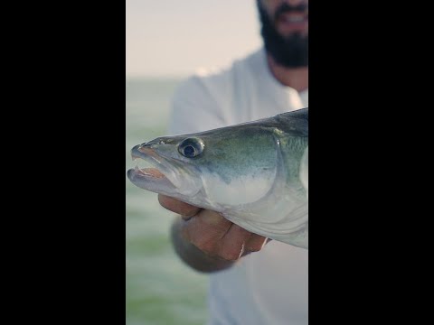 BIG ZANDER on Hollands BIGGEST lake