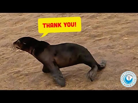 Playtime Gone Wrong: Seal Trapped by "Ocean Toy"