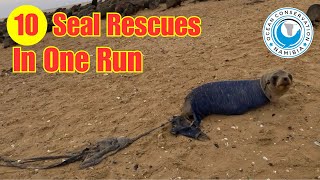 10 Seal Rescues In One Run