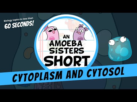 Cytoplasm and Cytosol - Amoeba Sisters #Shorts