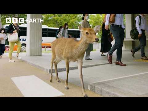 City Where People Live Alongside Deer | Asia | BBC Earth