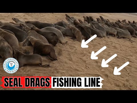 Seal Drags Fishing Line