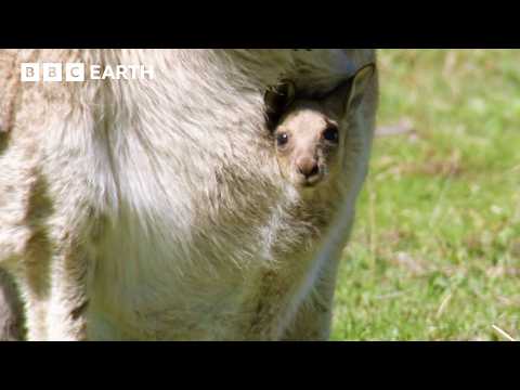 Spend Time With Kangaroos And Their Babies | Animal ASMR | BBC Earth