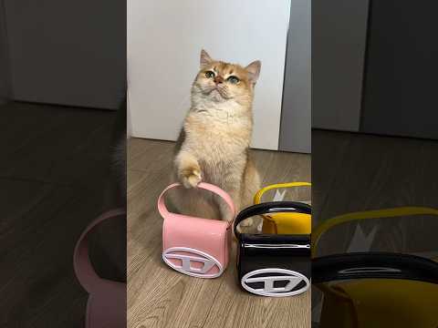 My cat Nika wanted the same handbag as mine #cat #cats