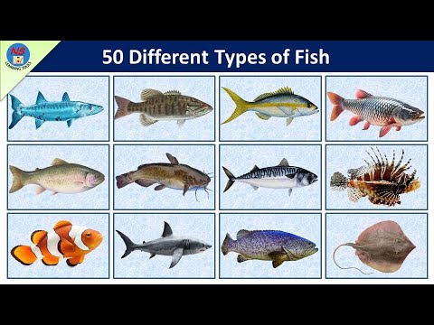 Types Of Fish | Fish Vocabulary l 50 Fishes Name In English With Pictures l Sea Fish and Pond Fish