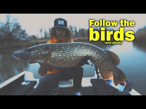 Dusk till Dawn Fishing - Follow the Birds