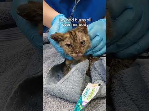 These Brave Kittens Survived The LA Fires | The Dodo