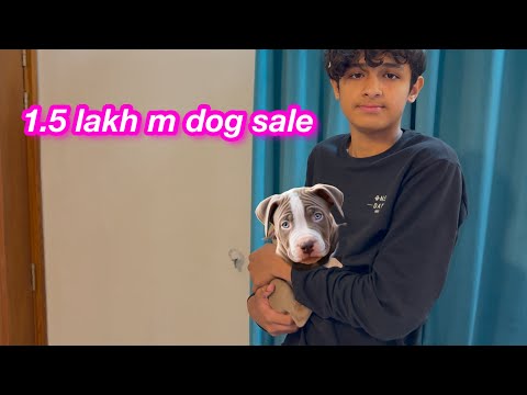 1.5 lakh m pitbul sale | ghar m itnu preshani bni | Sitara yaseen vlog