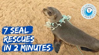 7 Seal Rescues In 2 Minutes