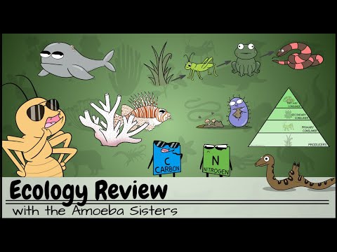 Ecology Review: Food Chains & Webs, Relationships, Nitrogen & Carbon Cycles, Effects on Biodiversity