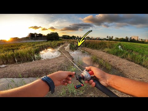 HARUAN SAIZ BESAR Dalam Sawah Bendang