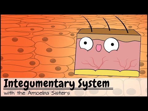 Integumentary System