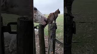 Horse and cat #funny #funnyfarmanimals #funnyanimal #animals #funneyanimal #funnyhorse