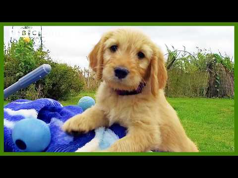 Astonishing Vision Helps Puppies to Explore | Wonderful World of Puppies | BBC Earth