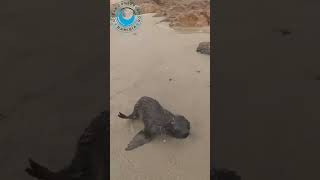 Baby Seal Won't Leave his Rescuer! #sealrescue #babyseals #babyanimals