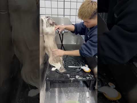 Grooming an Unstable Cat #pets #funny #shorts