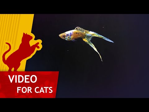 Cat Games - Catching Fish in Purple Water (Video for Cats to watch)