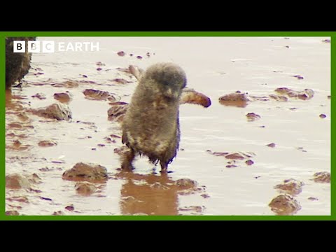 What is 'Food Running' and Why Do Penguins Do It? | Deep into the Wild | BBC Earth