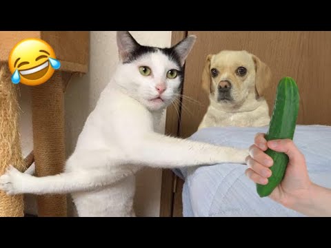 Funniest Cats And Dogs😂|| Fails Animals Competition 2025