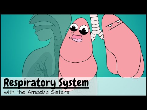 Respiratory System