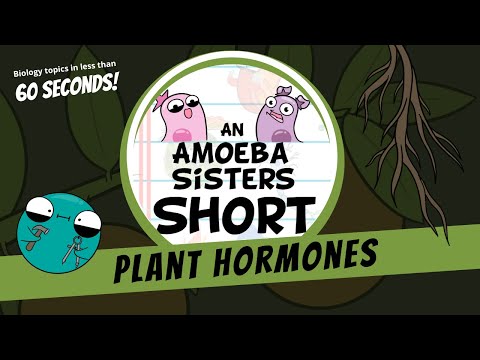 Plant Hormones  - Amoeba Sisters #Shorts