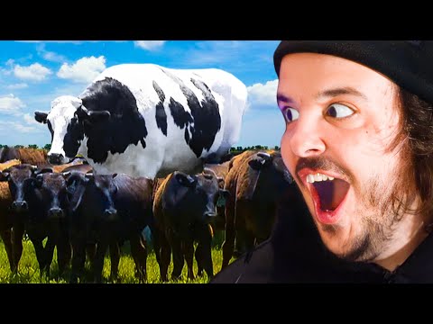 The Biggest Cow in The World