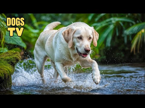 🔴TV For DOG: Best Entertainment Video for Dog to Relax | Anti-Anxiety Music to Keep Your Dogs Calm