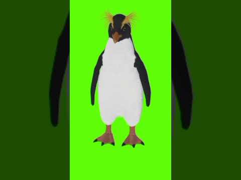 Penguin idle stay green screen #penguin #vfx #greenscreenvideo #animationvideo #film #video