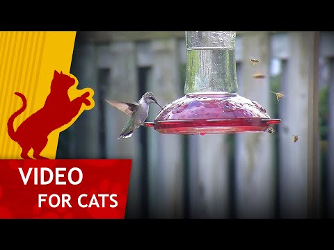 Movie for Cats - Hummingbird and Yellowjackets (Video for Cats to Watch)