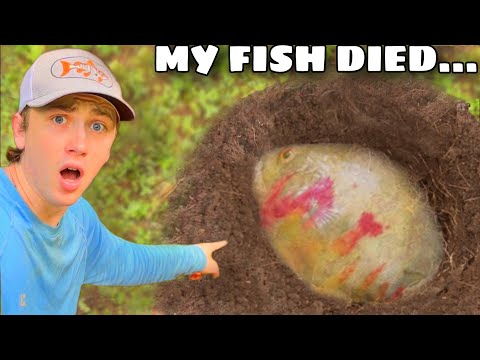 My Favorite Fish Died…