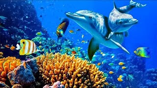 Relaxing Music to Relieve Stress, Anxiety and Depression • Mind, Body 🐬 Soothing music for nerves