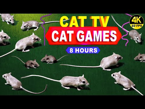 CATCHING MICE! Entertainment Video for Cats to Watch | CAT GAMES - CAT & DOG TV.