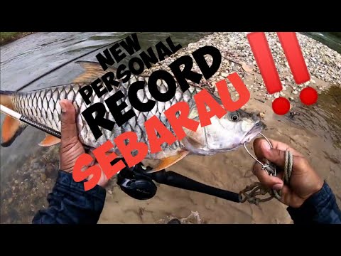 PERSONAL RECORD‼️ solo randuk casting SEBARAU #hampala #sebarau #xeonltd #topwater