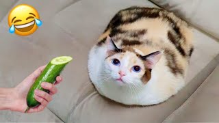 Funny cats || try not to laugh