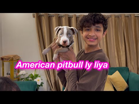 American Pitbull | Mustafa ka dog | Sitara yaseen vlog