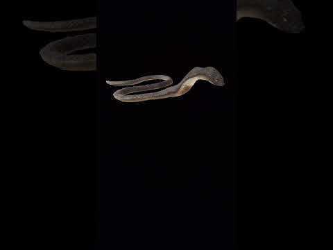 Real World Snake - Black Screen