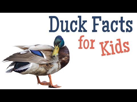 Duck Facts for Kids