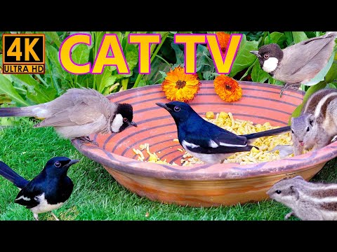 BIRDS FOR CATS TO WATCH 😸 CAT TV GAMES 🕊️ BIRD & SQUIRREL VIDEOS FOR CATS & DOGS