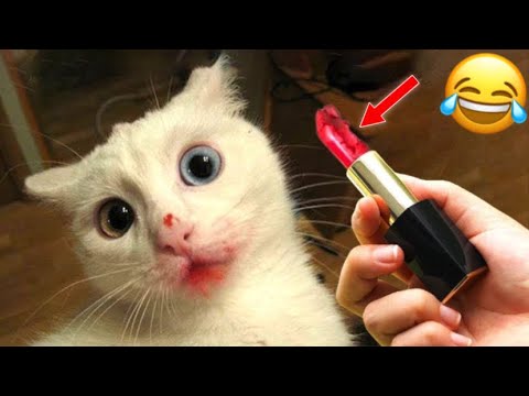 funny cats compilation 2024😂|| try not to laugh impossible memes