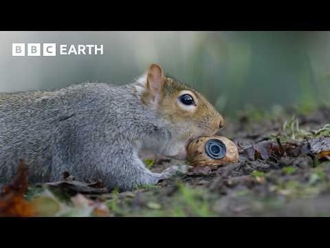 Sneaky Squirrels Steal Acorns | Spy in the Wild | 4K UHD | BBC Earth