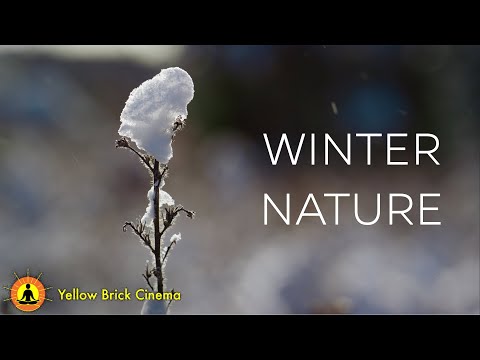 10 Hours of Winter Relaxation Music, Peaceful Relaxing Music, Sleep Meditation Music, Nature Music